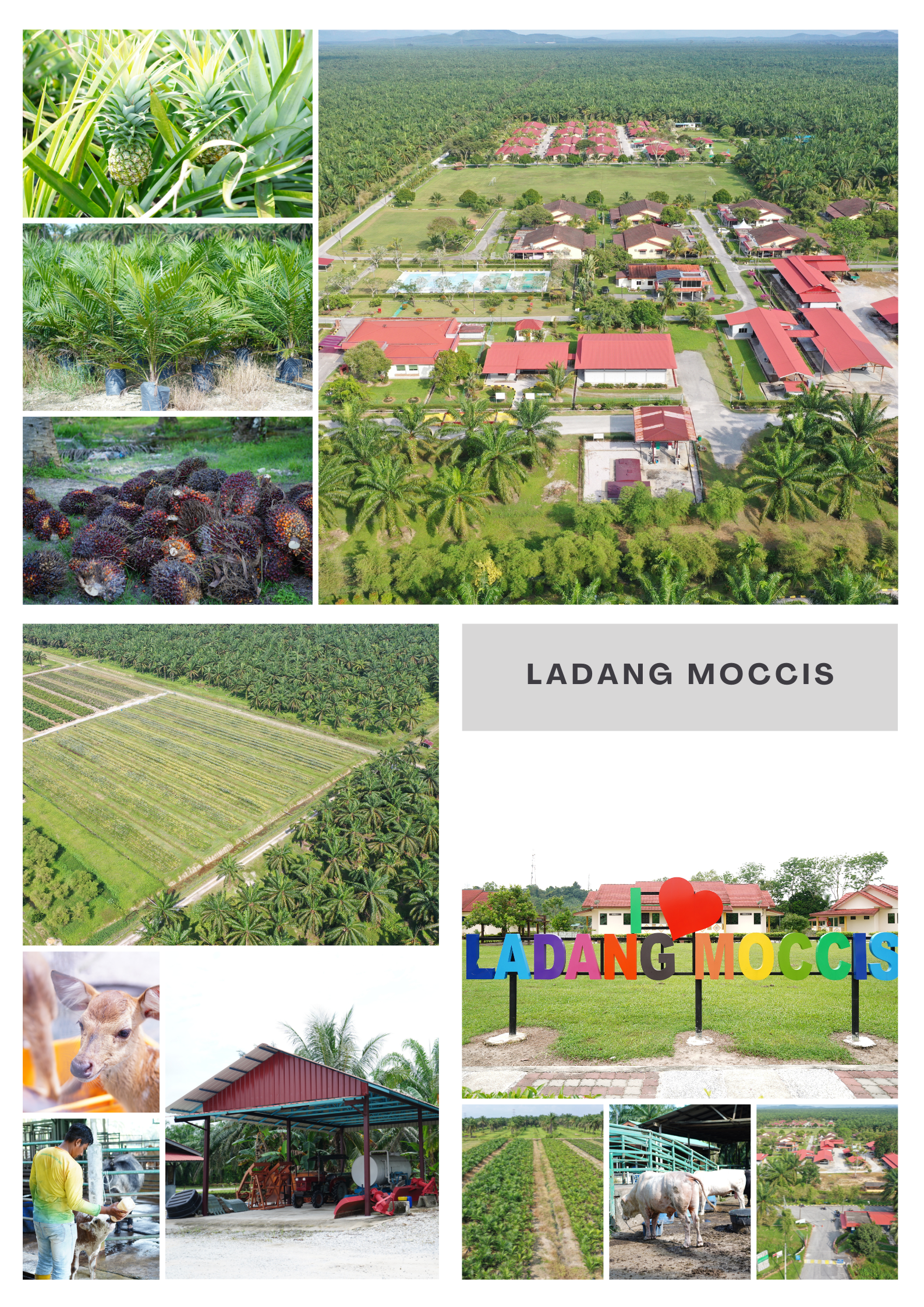 ladang